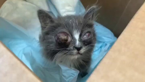 3DdmHXfr O5upF6h.jpg