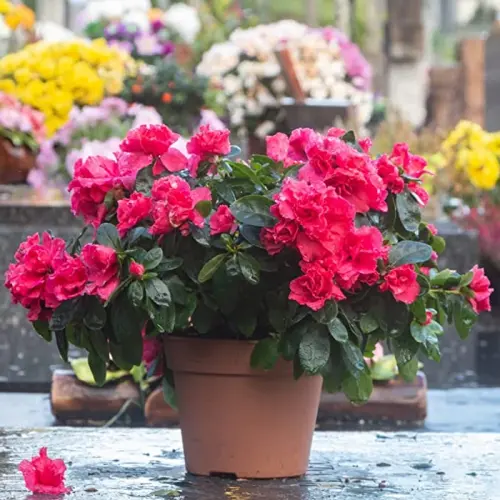 61t nubp3xl 789055e4 ec1f 4882 bb17 adfa4dde7067.webp