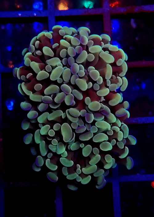 Euphylia Parancora Green and Gold.png