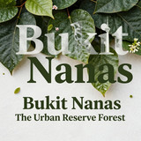 Bukit Nanas The Urban Reserve Forest