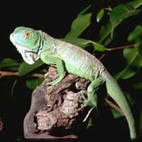 iguana.jpg