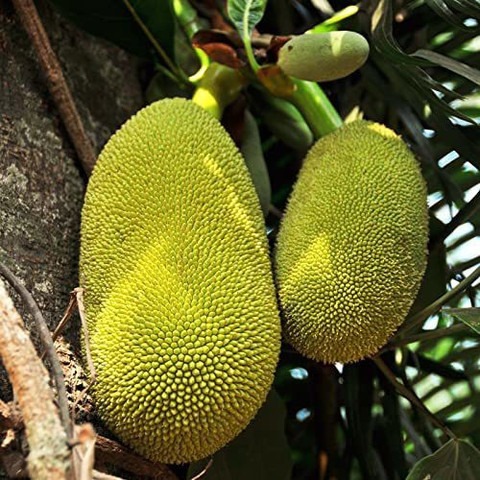 no annual no jack fruit plant gr.jpg