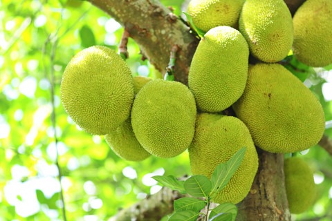 vamsha jack fruit tree 05 1 vams.jpg