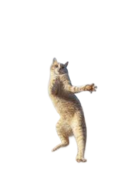 images (1).png
