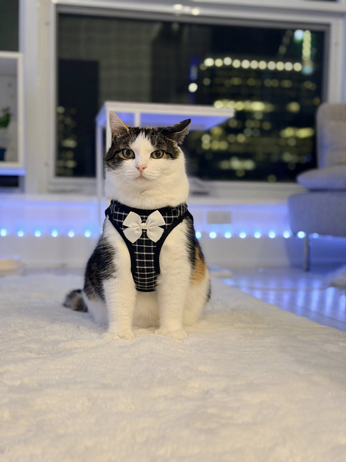 600294641 850230654465148 6178524099608231427 n.jpg