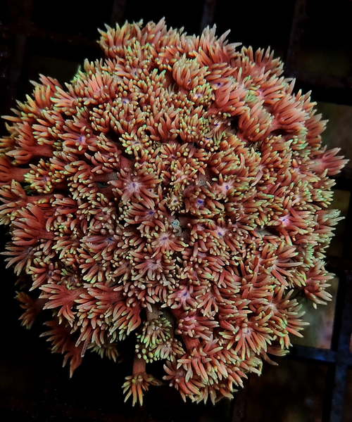 Goniopora Pink bicolor.png