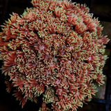 Goniopora Pink bicolor