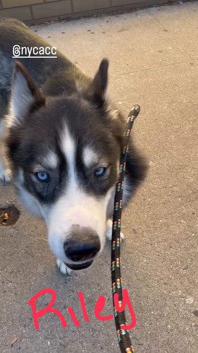 B0t3otLTiLO oSvv.jpg