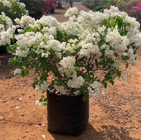 white flower bougainvillea plant.jpg