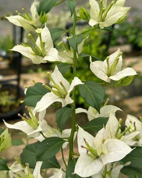 no perennial yes bougainvillea i.jpg