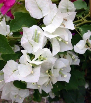 online plant bazar white bougain.jpg