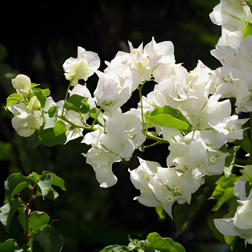 71XU4pJUjxL. SL1500 .jpg