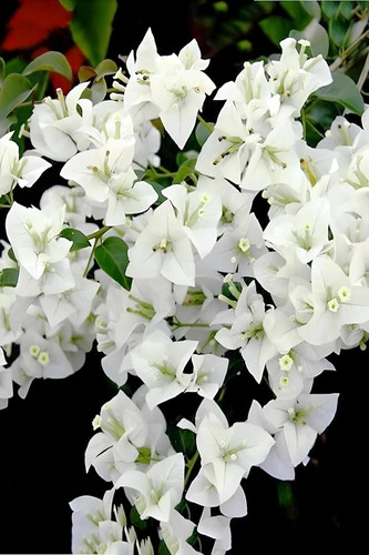 61GG6FYwwZL. SL1500 .jpg