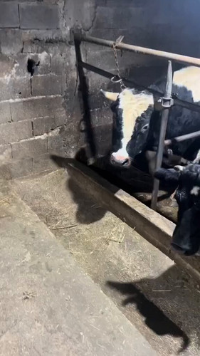 kpy vOXKygxd01ri.jpg