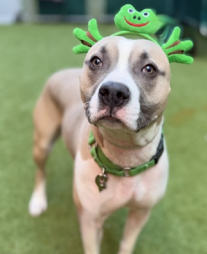 G7GLDxwbcAAui Q?format=png.png