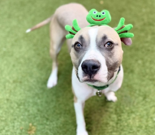 G7 fTTSWIAAqvqR?format=jpg.jpg