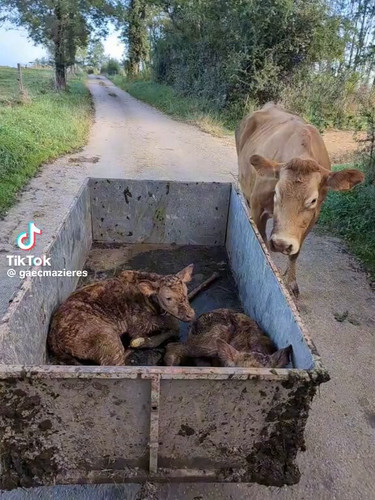 beUft WcChhhF tr.jpg