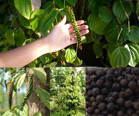 no perennial yes gifti gardening.jpg
