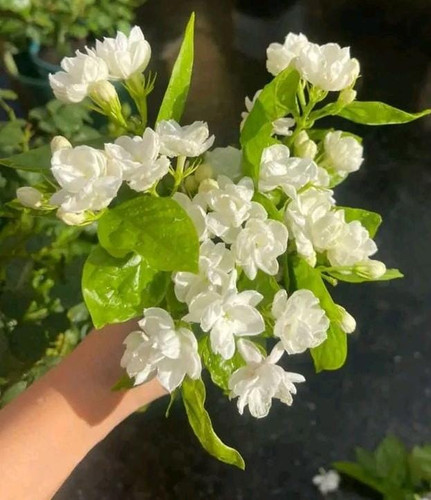 flower.jpg