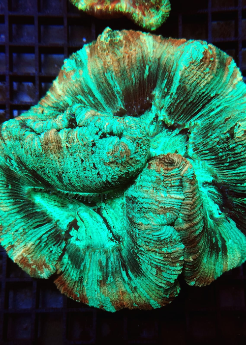 Trachyphylia Multicolor.png