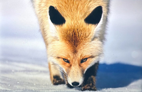 G8pUkHPWsAAlz K?format=jpg.jpg