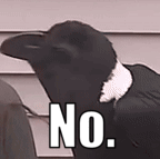 no2.gif