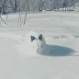 2A5A6CBE 8222 4CB4 98DF 5D89B4BA4B0E.gif