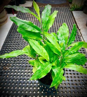 Cardamom Plant in Sydney – A Fragrant Spice for Your Garden.jpg