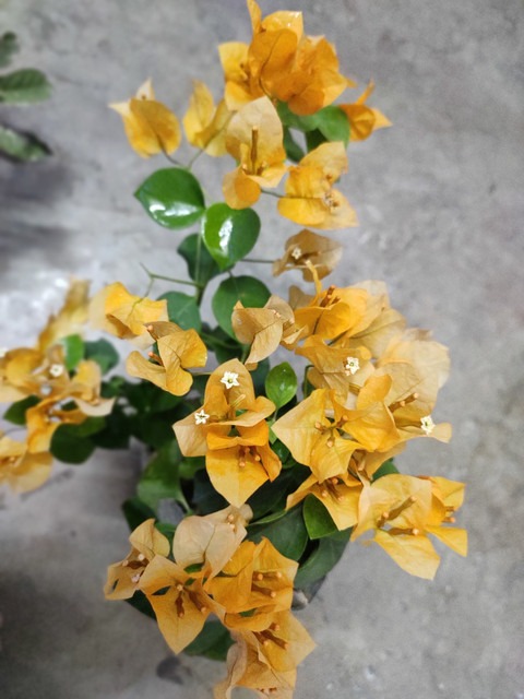 perennial no no yellow bougainvi.jpg