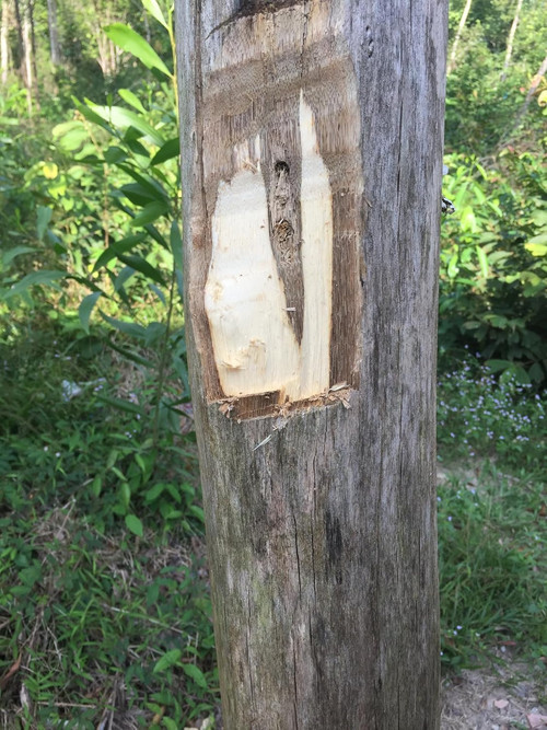 911aTc2kVBL. SL1500 .jpg