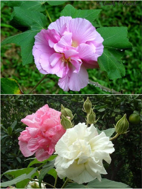 no perennial yes rare land lotus.jpg