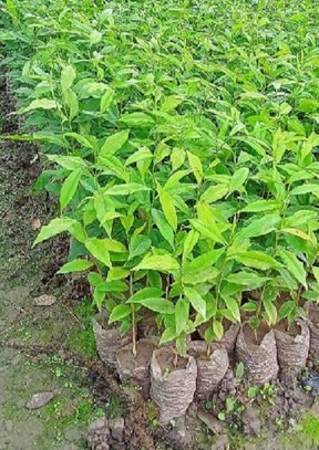 no annual yes agarwood plant sma.jpg