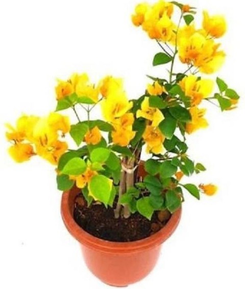 perennial no yes exotic live pla.jpg