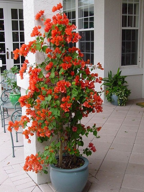 gardens rare orange climbing bou.jpg