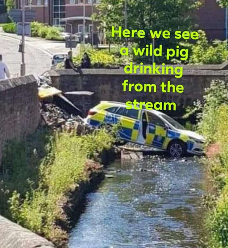 wild.jpg