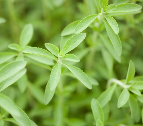 BONNIE PLANTS stevia iStock 6159.jpg