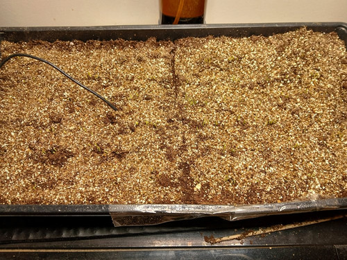 ONION SEEDS GERMINATING 1.jpg