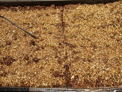 ONION SEEDS GERMINATING 2.jpg