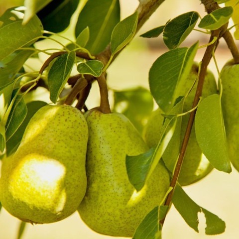 naspati nashpati pear tasty heal.jpg