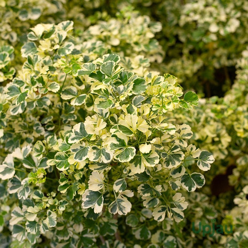 aralia variegated sapling.jpg