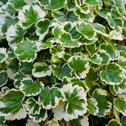 Aralia Super White Polyscias Fru.jpg