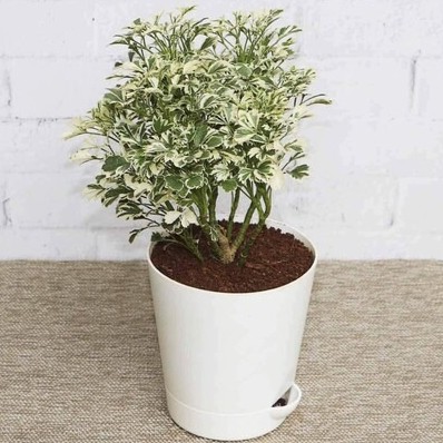 online plant bazar multicolor va.jpg