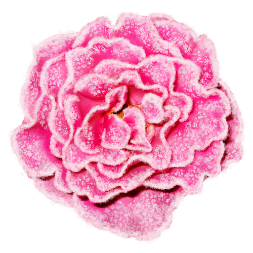 SS PinkPeppernint Elements (131).png