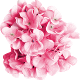SS PinkPeppernint Elements (119)