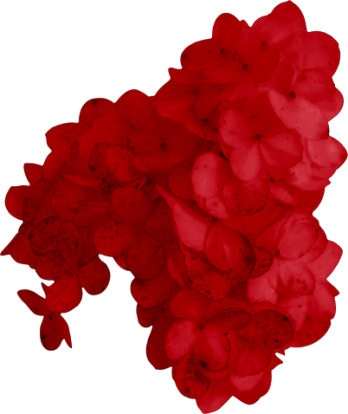 SS PinkPeppernint Elements (136).png