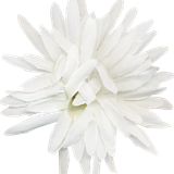 SS PinkPeppernint Elements (142)