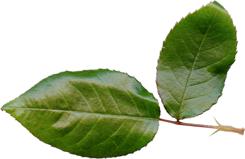 SS PinkPeppernint Elements (150).png