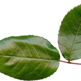SS PinkPeppernint Elements (150)