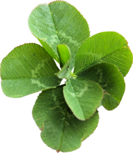SS PinkPeppernint Elements (153).png