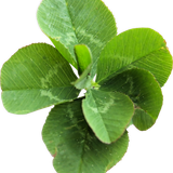 SS PinkPeppernint Elements (153)